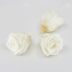 Gefriergetrocknete Rose 'elfenbein' d6cm h5cm