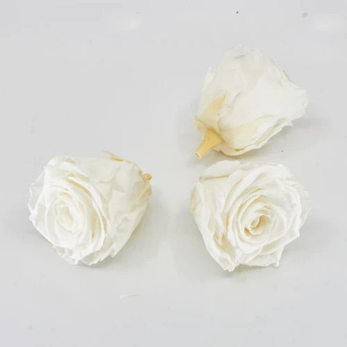 Gefriergetrocknete Rose 'elfenbein' d6cm h5cm