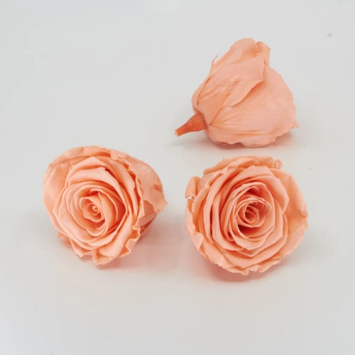 Gefriergetrocknete Rose 'peach' d6cm h5cm