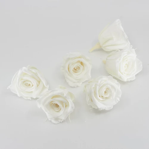 Gefriergetrocknete Rose mini 'weiss' d4cm h3.5cm
