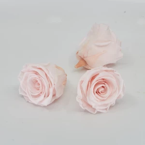 Gefriergetrocknete Rose 'hellrosa' d6cm h5cm