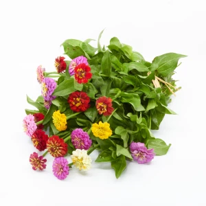 Zinnien 'Freiland, frisch vom Gärtner' kleinblütig