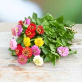 Zinnien 'Freiland, frisch vom Gärtner' kleinblütig