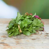 Zinnien 'Freiland, frisch vom Gärtner' kleinblütig