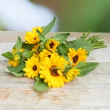 Sonnenblumen Freiland 'frisch vom Gärtner' kleinblütig