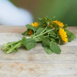 Sonnenblumen Freiland 'frisch vom Gärtner' kleinblütig