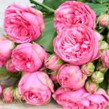 Freilandrose 'Pink Piano' 45cm
