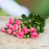 Freilandrose 'Pink Piano' 45cm