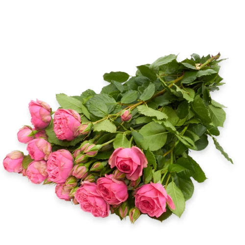 Freilandrose 'Pink Piano' 45cm