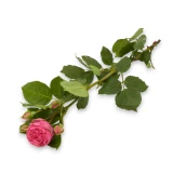 Freilandrose 'Pink Piano' 45cm