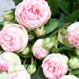 Freilandrose 'Charming Piano' 45cm