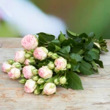 Freilandrose 'Charming Piano' 45cm