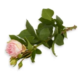 Freilandrose 'Charming Piano' 45cm