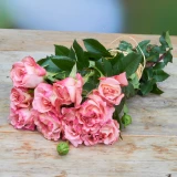  Freiland-Duftrose 'Augusta Luise' 35cm