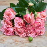  Freiland-Duftrose 'Augusta Luise' 35cm