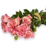 Freiland-Duftrose 'Augusta Luise' 35cm