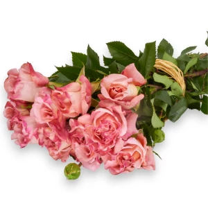  Freiland-Duftrose 'Augusta Luise' 35cm