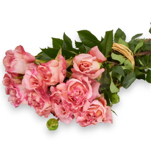  Freiland-Duftrose 'Augusta Luise' 35cm