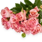  Freiland-Duftrose 'Augusta Luise' 35cm