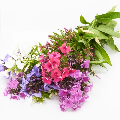 Freiland-Phlox 'frisch vom Gärtner' mix