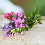 Freiland-Phlox 'frisch vom Gärtner' mix
