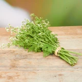 Freiland-Tanacetum 'frisch vom Gärtner'