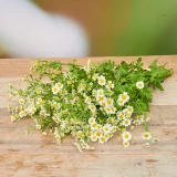 Freiland-Tanacetum 'frisch vom Gärtner'