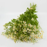 Freiland-Tanacetum 'frisch vom Gärtner'