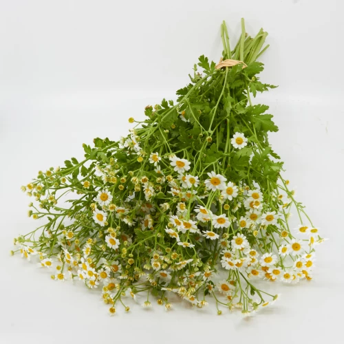 Freiland-Tanacetum 'frisch vom Gärtner'
