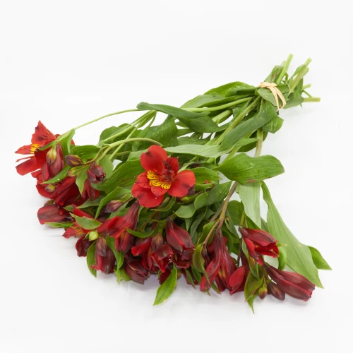 Alstromeria 'Freiland' rot