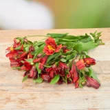 Alstromeria 'Freiland' rot