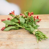 Alstromeria 'Freiland' rot