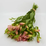 Alstromeria 'Freiland' rosa