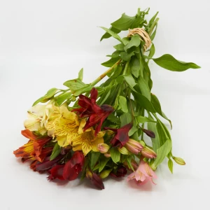 Alstromeria 'Freiland' mix