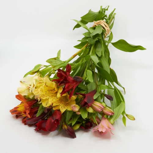 Alstromeria 'Freiland' mix