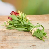 Alstromeria 'Freiland' mix