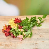 Alstromeria 'Freiland' mix