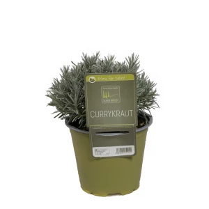 Currykraut 'SunnyHerbs'