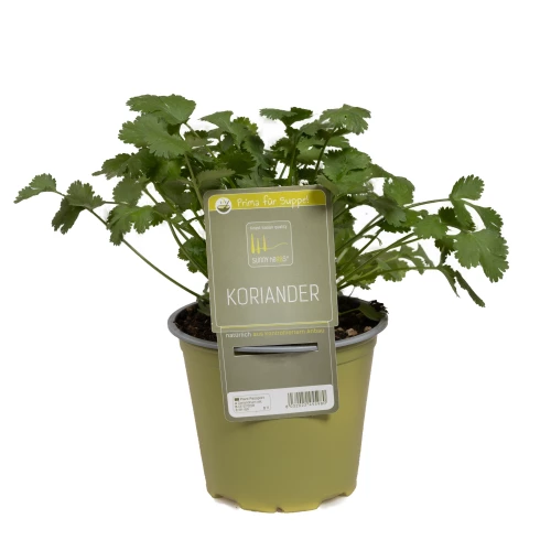 Koriander 'SunnyHerbs'