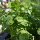 Koriander 'SunnyHerbs'