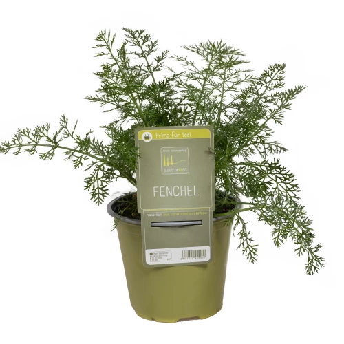 Fenchel Kraut 'SunnyHerbs'
