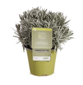 Kräuter-Lavendel Angustifolia 'SunnyHerbs'
