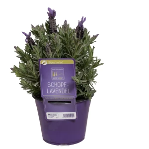 Lavendel Stoechas 'SunnyHerbs'