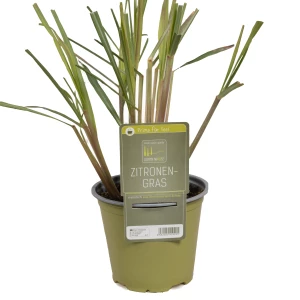 Zitronengras 'SunnyHerbs'