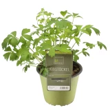 Liebstöckel 'SunnyHerbs'