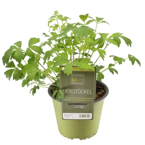 Liebstöckel 'SunnyHerbs'