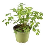 Liebstöckel 'SunnyHerbs'