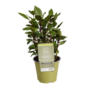 Gewürzlorbeer 'SunnyHerbs'