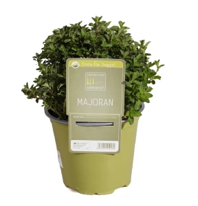 Majoran 'SunnyHerbs'