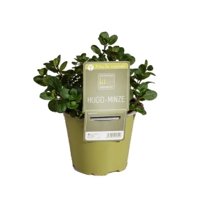 Minze Hugo 'SunnyHerbs'